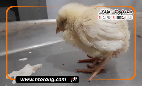 بیماری پولوروم در طیور